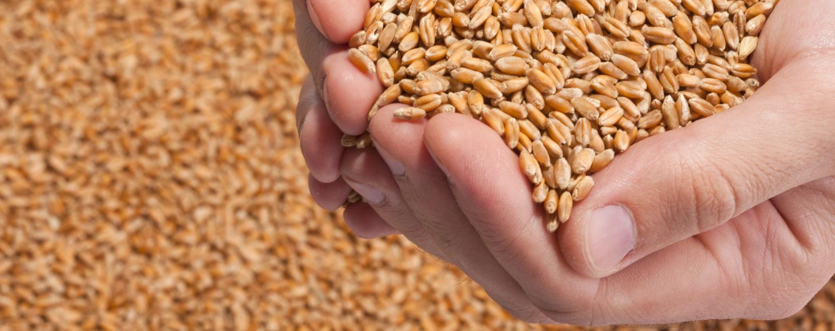 Intelligens szenzorok az agr&aacute;riparban