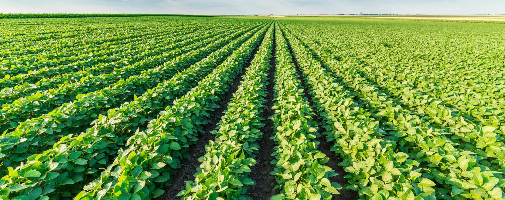 Digitaliz&aacute;ci&oacute; a mezőgazdas&aacute;gban: &uacute;jabb trendek