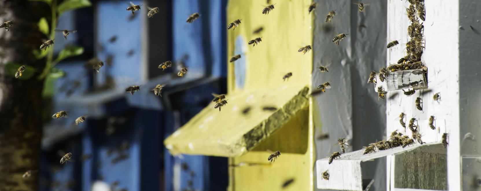 Lehallgatj&aacute;k a kutat&oacute;k a m&eacute;heket
