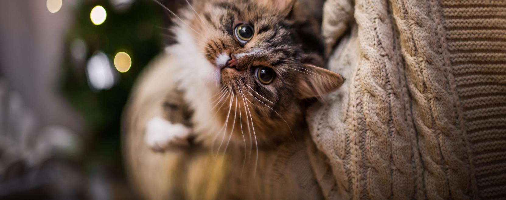 Robotmacska is ker&uuml;lhet a kar&aacute;csonyfa al&aacute;