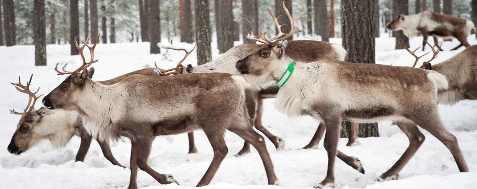 Intelligens technol&oacute;gia a r&eacute;nszarvasok v&eacute;delm&eacute;re