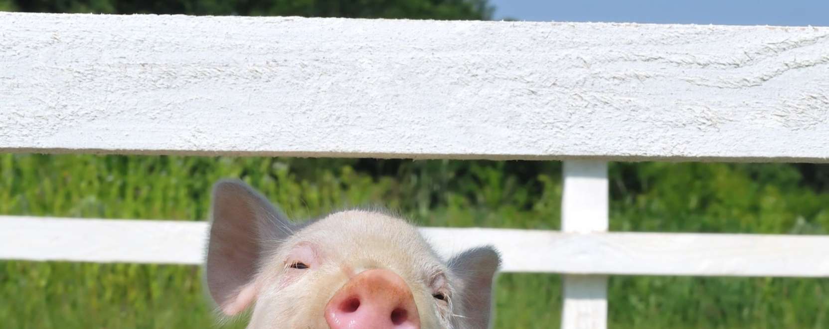 Malackod&aacute;s a vil&aacute;gh&aacute;l&oacute;n: &aacute;llati M2M-fejleszt&eacute;s