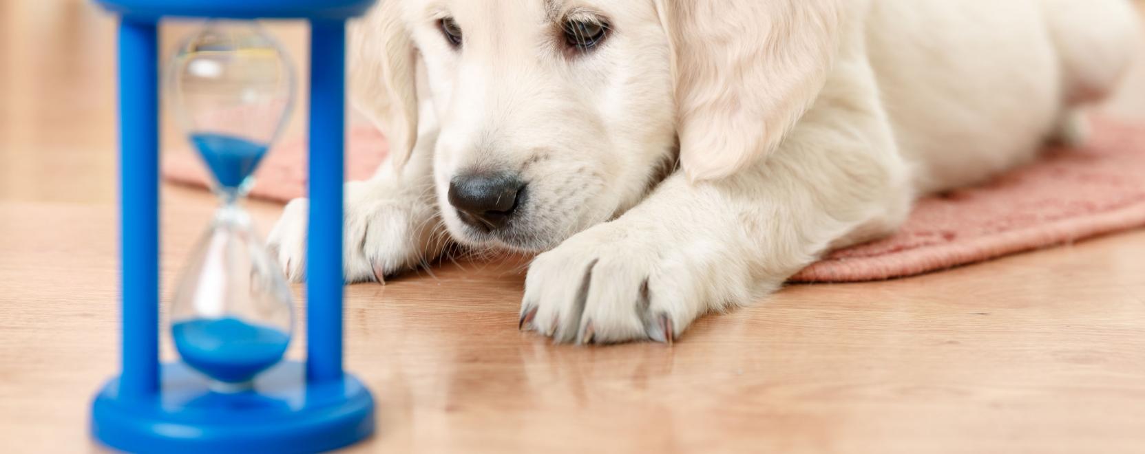 J&aacute;t&eacute;krobottal lehetnek fittebbek a kuty&aacute;k-macsk&aacute;k