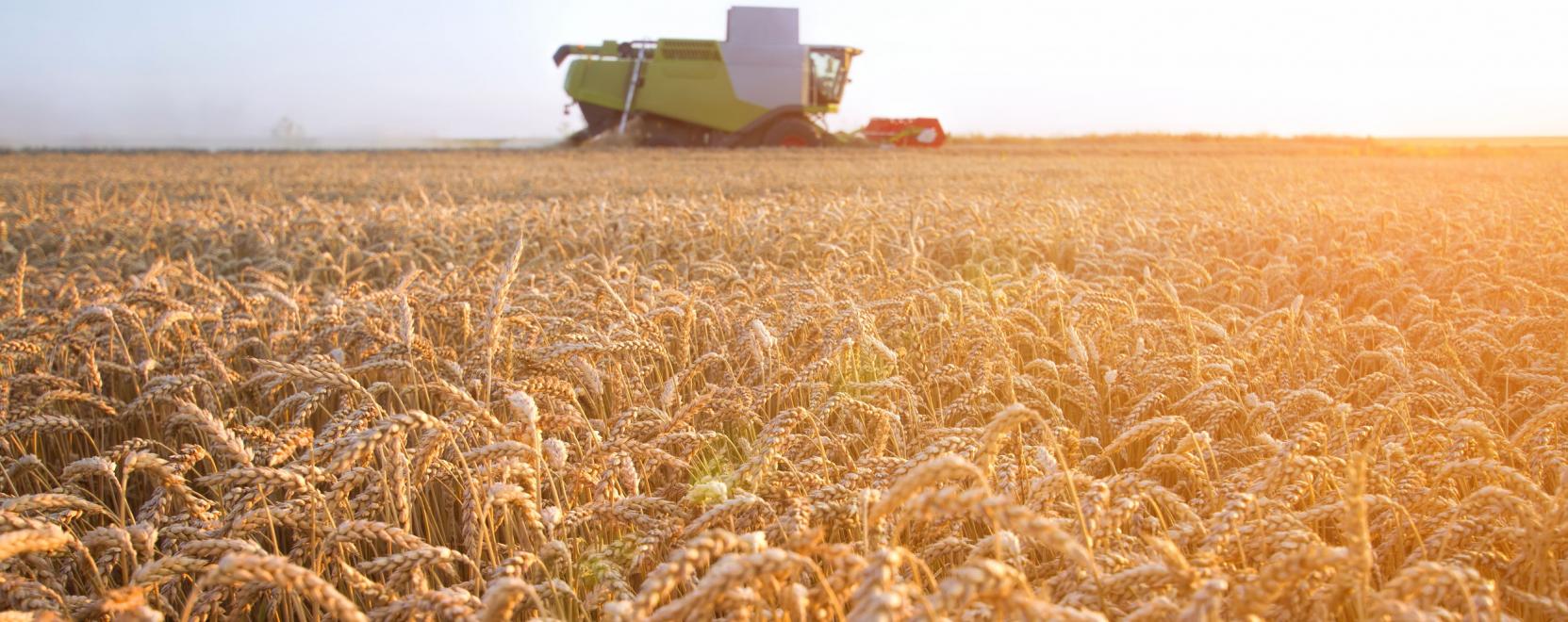 Az IoT tomp&iacute;thatja a glob&aacute;lis &eacute;lelmiszerv&aacute;ls&aacute;got