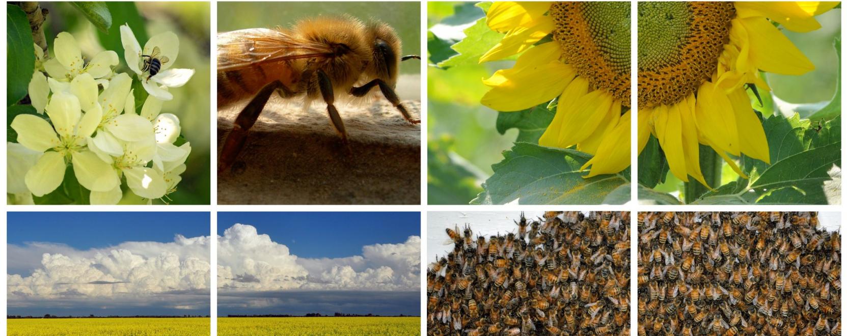 Jönnek a kiborg méhek az okosfarmokra