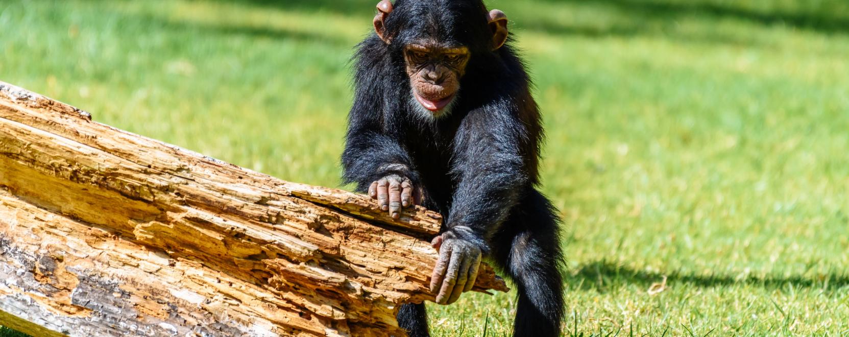 Arcfelismer&eacute;ssel k&uuml;zdenek a csimp&aacute;nzok kereskedelme ellen