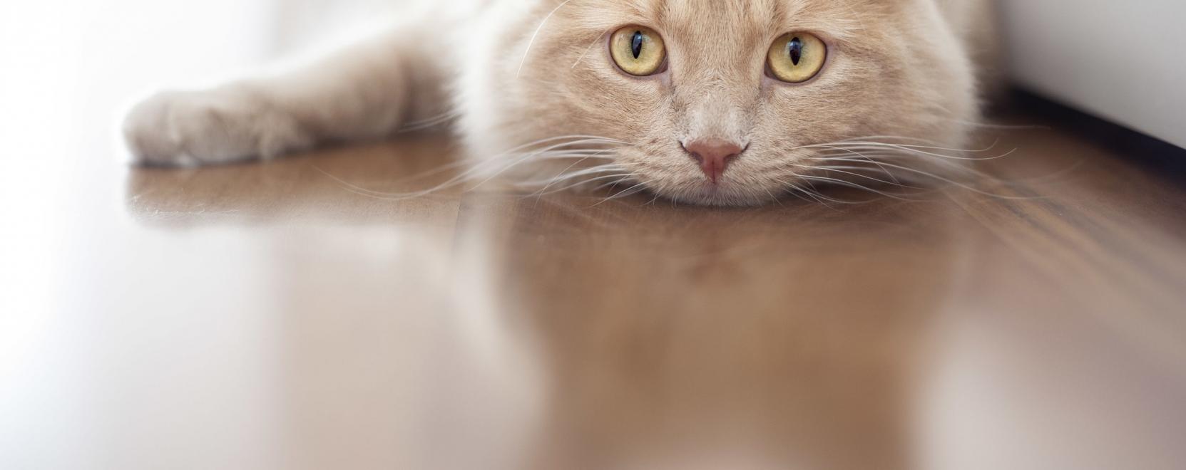 Őr&uuml;lten okos fejleszt&eacute;s? &Iacute;me, a m&oacute;kusker&eacute;k macsk&aacute;knak