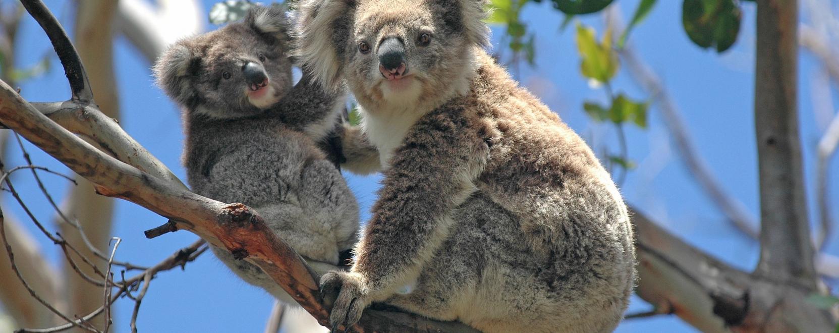 Drónok hozhatnak áttörést a koalák megfigyelésében