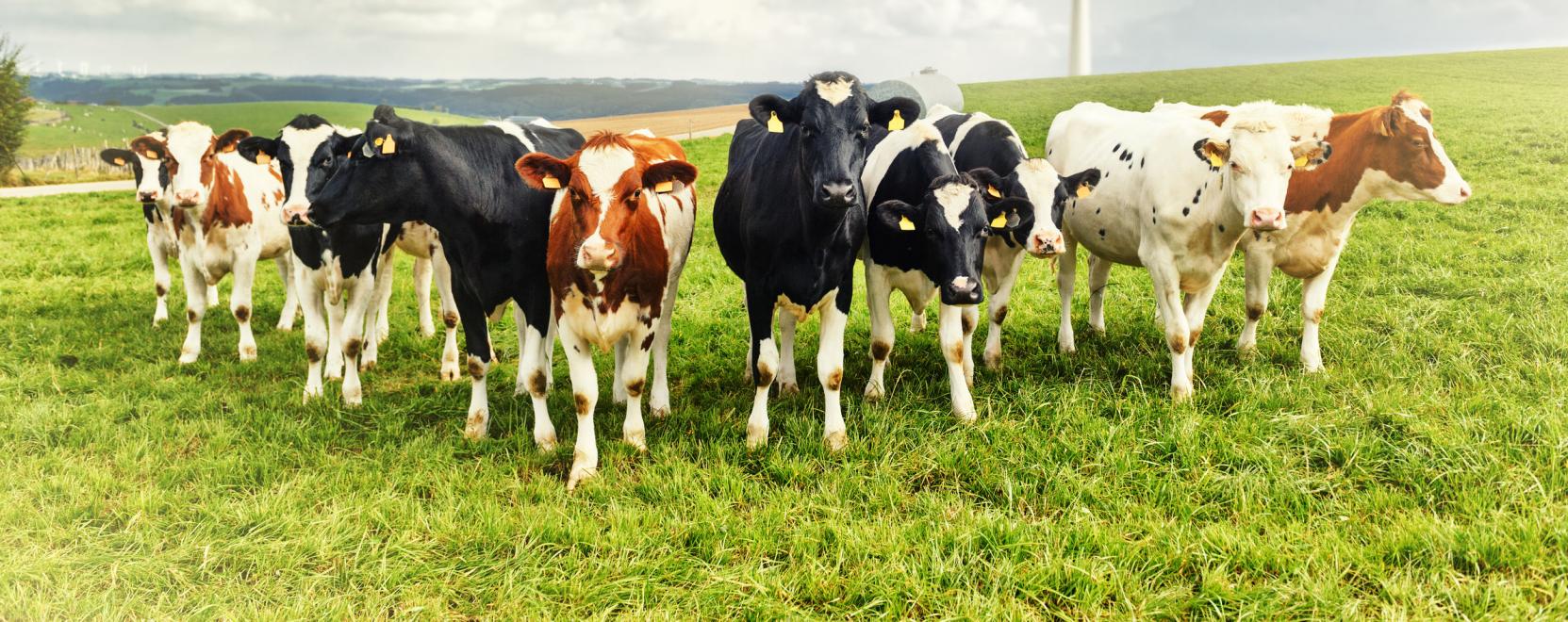 Az okosfarmokon a tehenek is jobban &eacute;rzik magukat