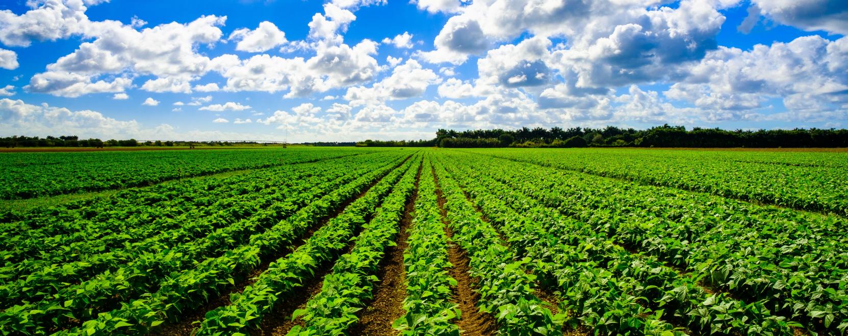 Ingyenes agrometeorológiai rendszer segíti a gazdákat