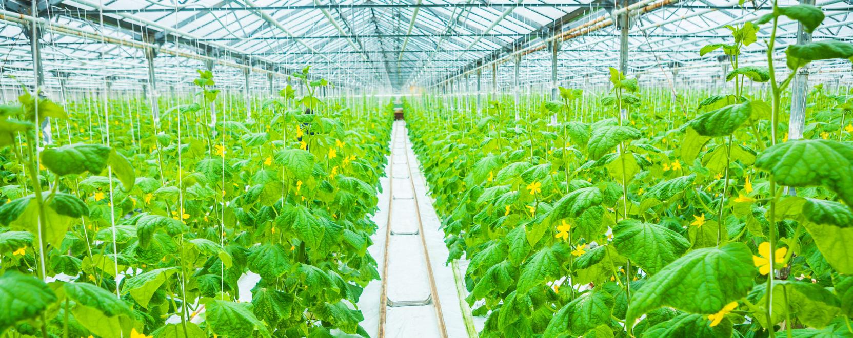 Fenntarthat&oacute;bb&aacute; teszi a mezőgazdas&aacute;got az IIoT