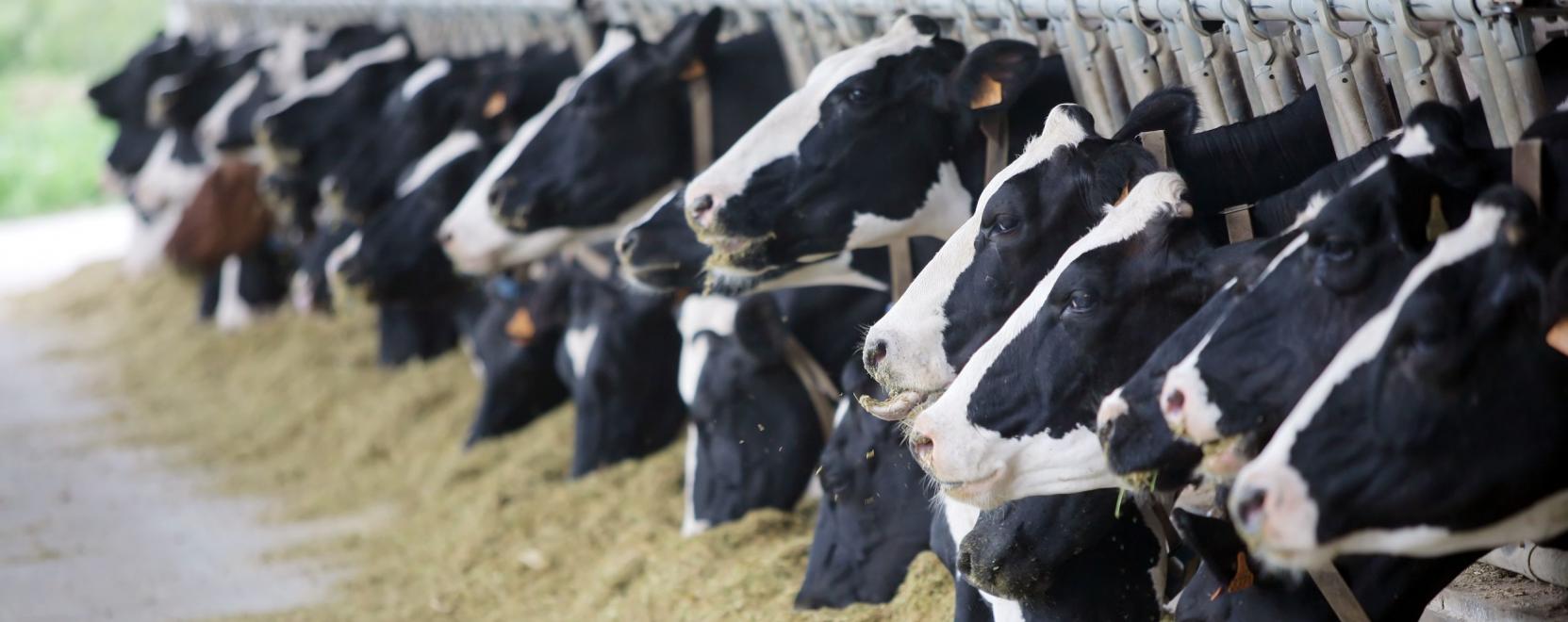 A tehenek is meghackelhetők?