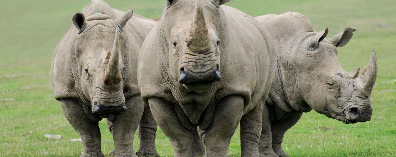 IoT-fejleszt&eacute;s a vesz&eacute;lyeztetett fajok v&eacute;delm&eacute;ben