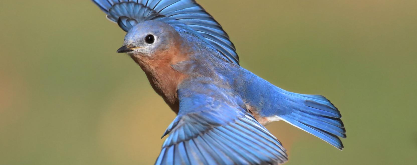 L&aacute;t&aacute;s &eacute;s hall&aacute;s: szenzorok az &aacute;llatok vil&aacute;g&aacute;ban