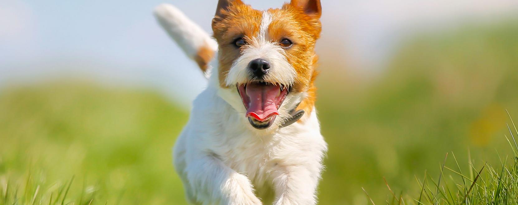 Okoss&aacute;gok h&aacute;zi kedvenceknek &eacute;s gazdiknak