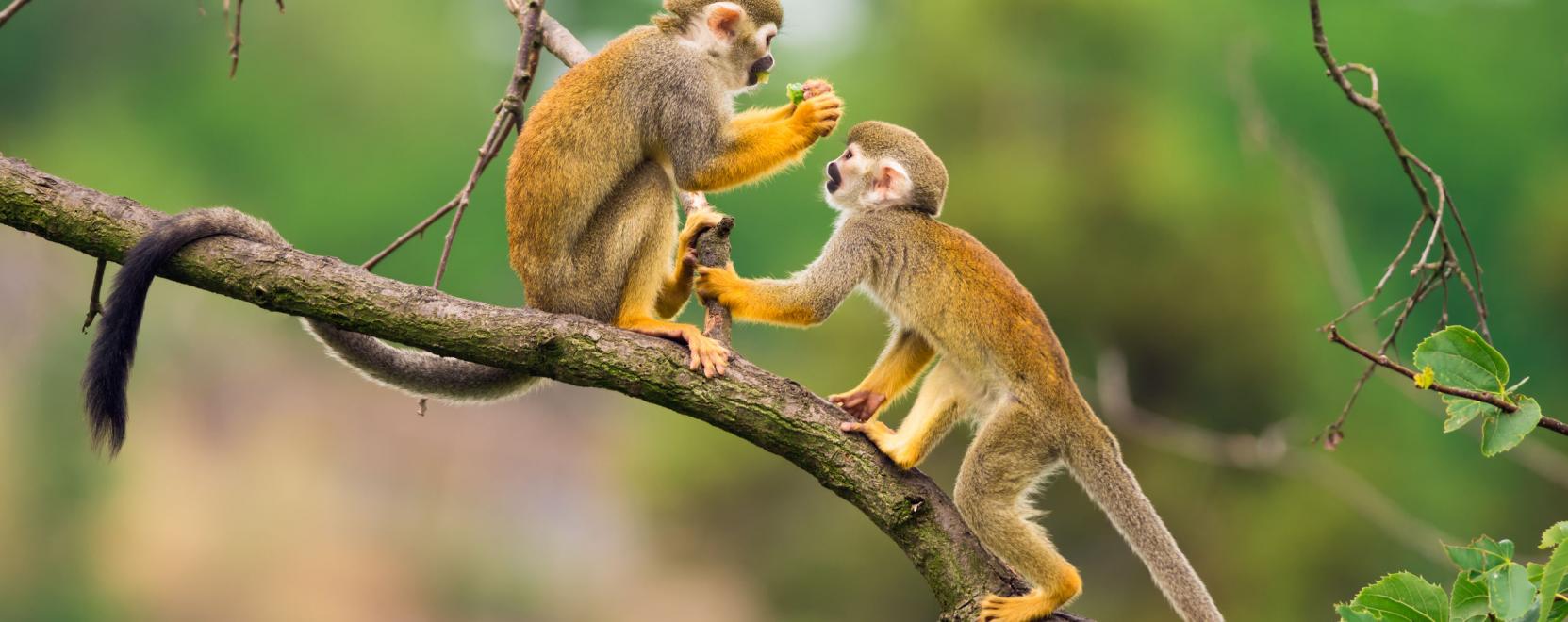 V&eacute;szjelz&eacute;ssel figyelmeztetnek a cerk&oacute;fmajmok a dr&oacute;nokra