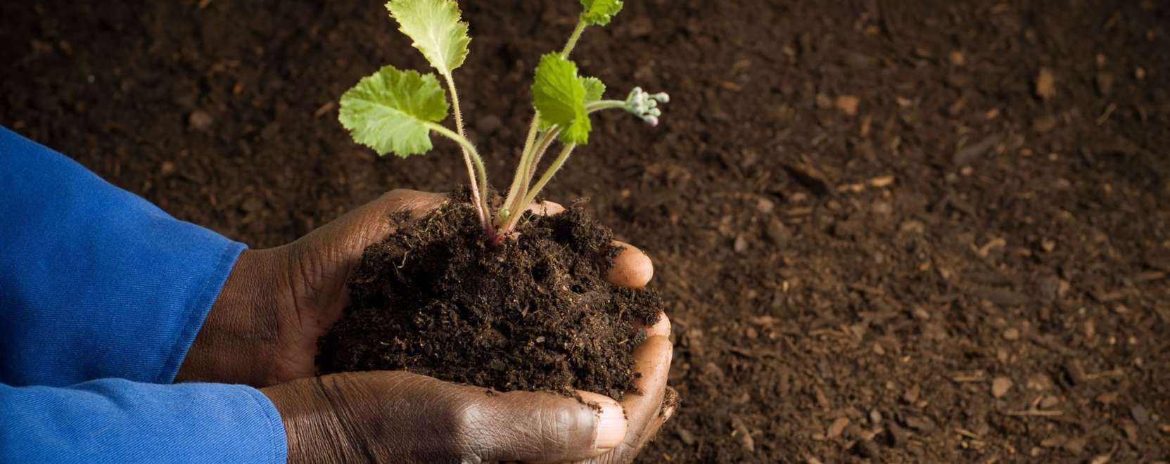 Műtr&aacute;gya extr&aacute;kkal: &eacute;len a nig&eacute;riai farmerek