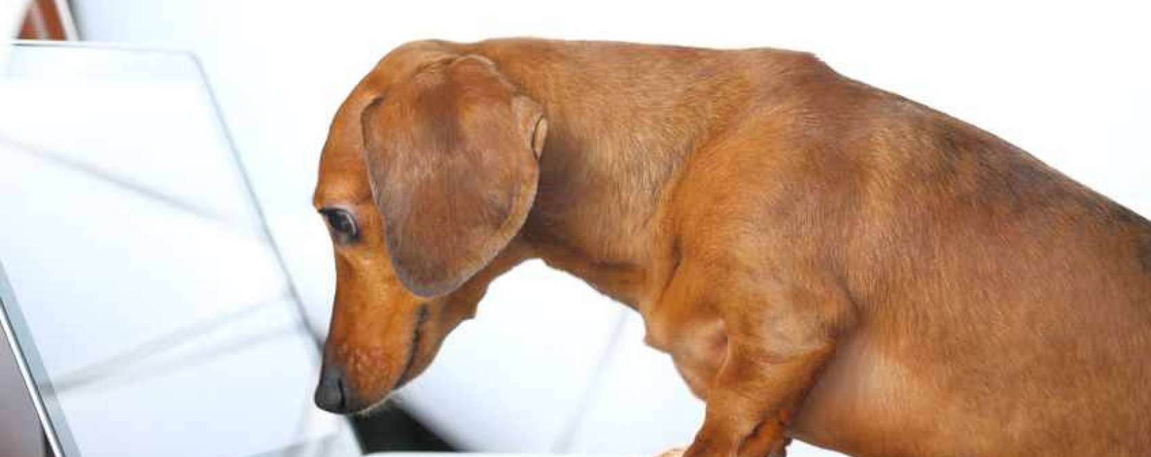 Legyen okos gazdi &ndash; &Iacute;gy &eacute;rtheti meg a kuty&aacute;j&aacute;t