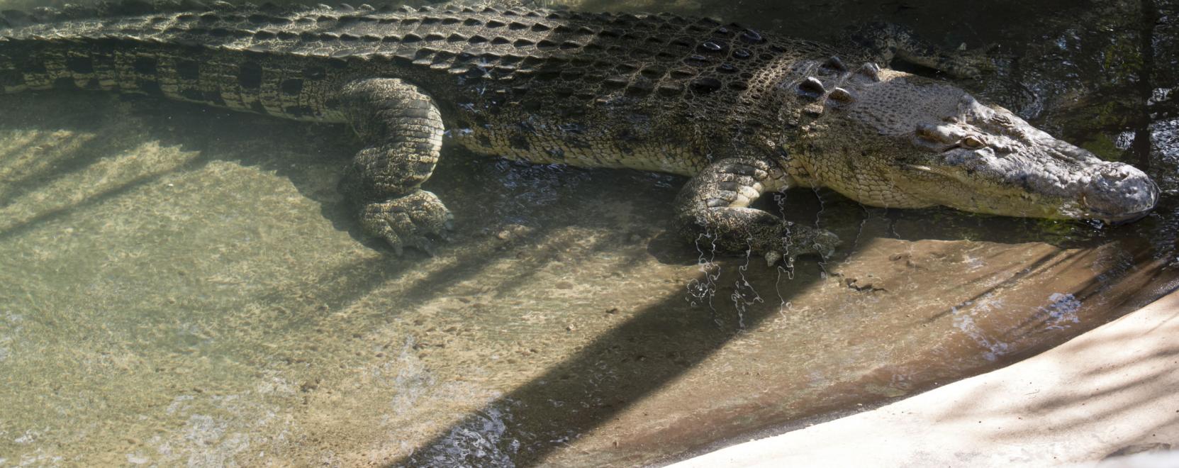 Ausztr&aacute;lia dr&oacute;nokat vetne be a krokodilok &eacute;szlel&eacute;s&eacute;hez