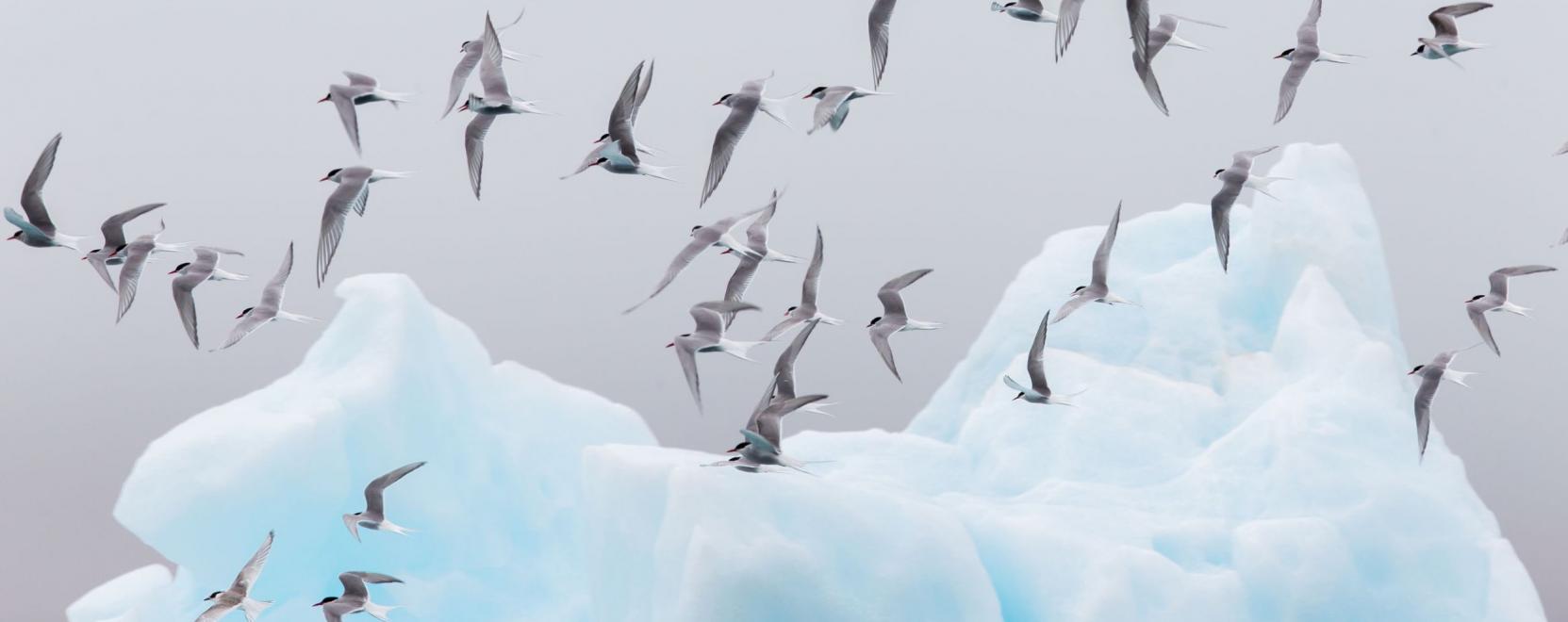 GPS &eacute;s hő&eacute;rz&eacute;kel&eacute;s: szenzorok az &aacute;llatok vil&aacute;g&aacute;ban