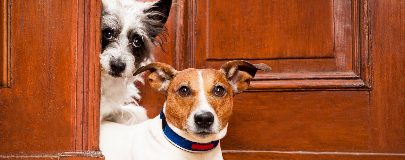 &Iacute;me, a viselhető okoskamera kuty&aacute;knak