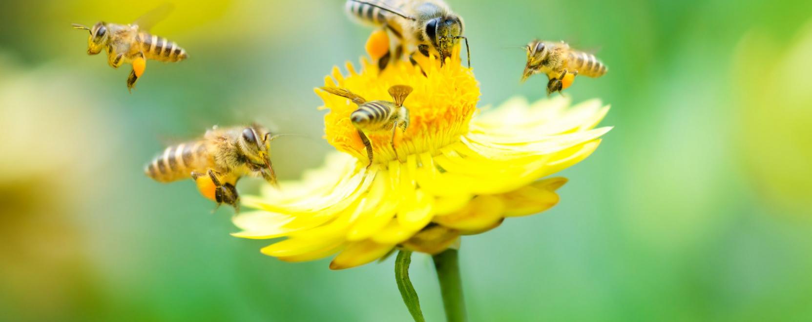 Big Data a kaptárban: méhek tesztelik az algoritmusokat
