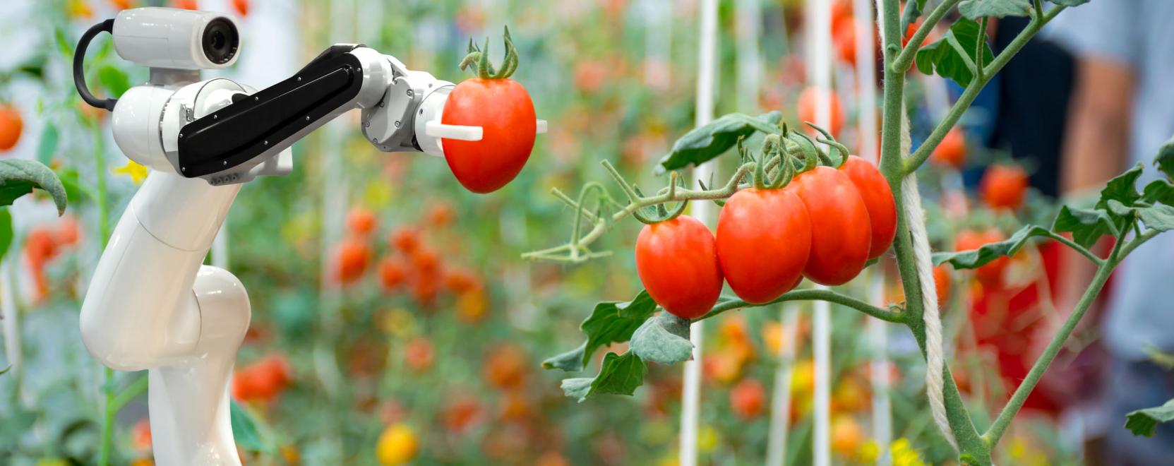 Sal&aacute;ta vagy eper? A robot m&aacute;r ezeket is leszedi helyett&uuml;nk