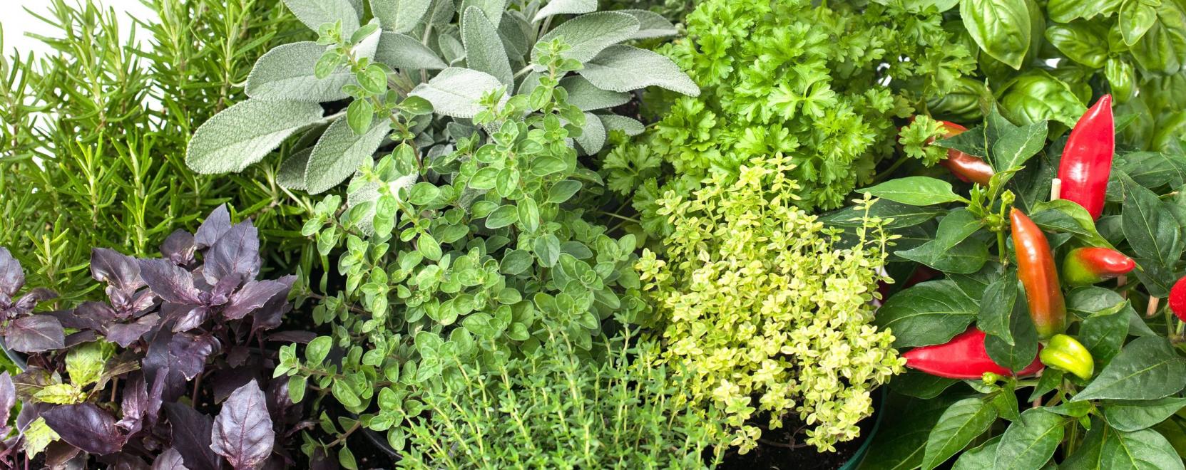 Ha nem akar a boltba rohang&aacute;lni, kert&eacute;szkedjen a nappaliban