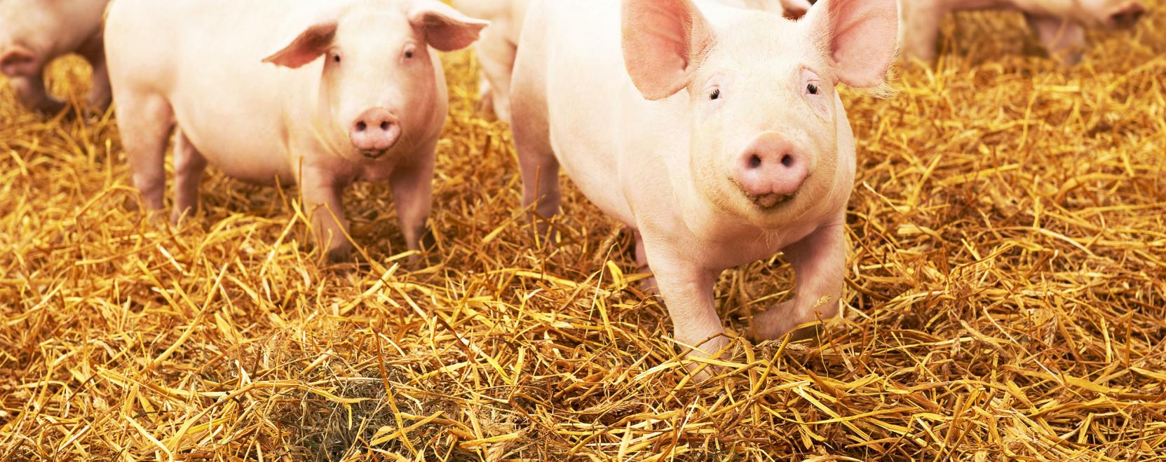 PigBrother: a Nagy Testv&eacute;r a malacokat is figyeli