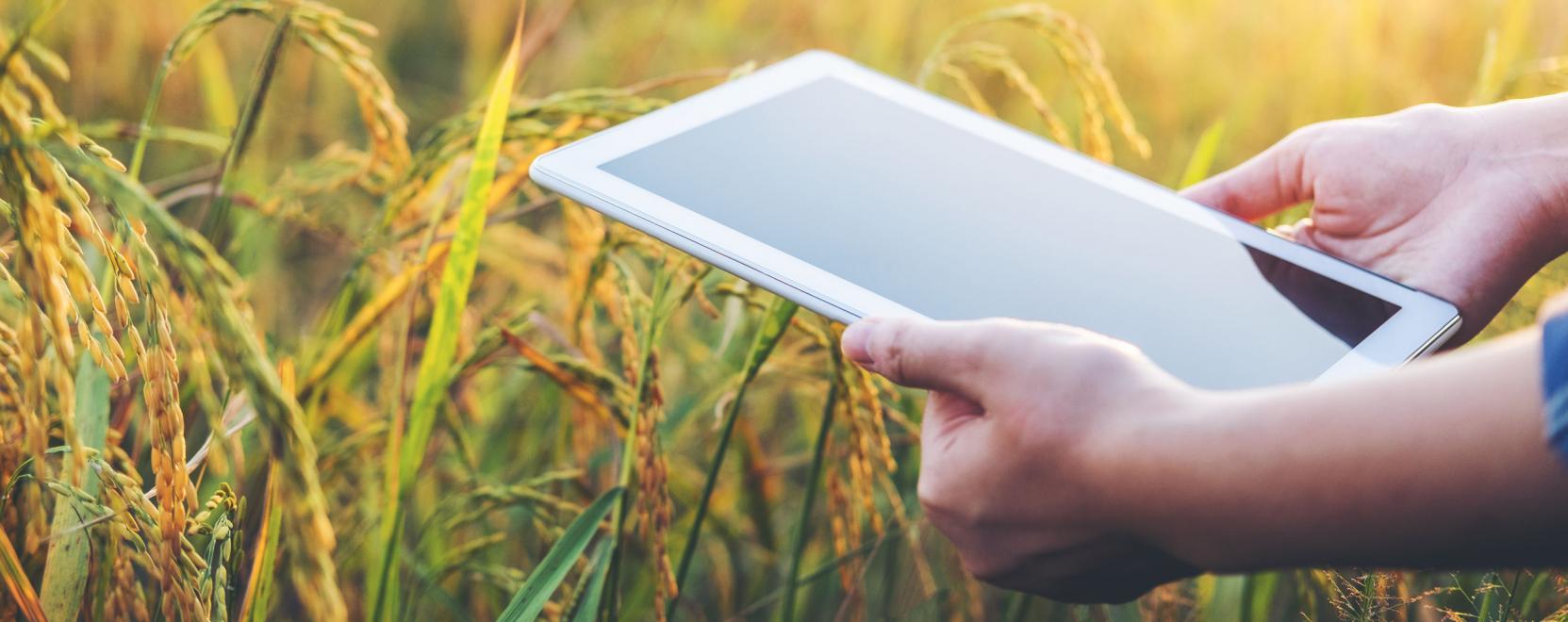 A rizsf&ouml;ldekre is jut m&aacute;r az okostechnol&oacute;gi&aacute;b&oacute;l