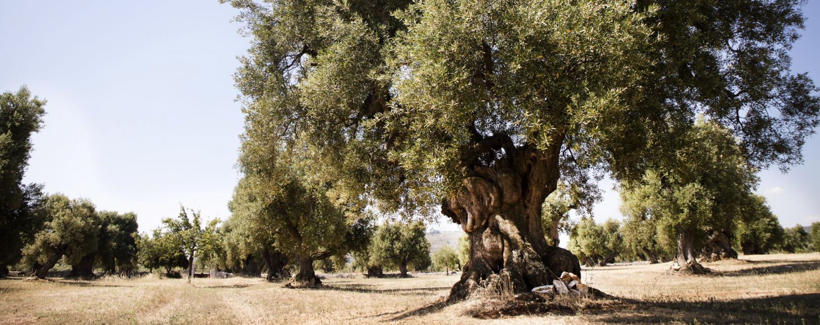Drónok olajozhatják meg az olívatermelést