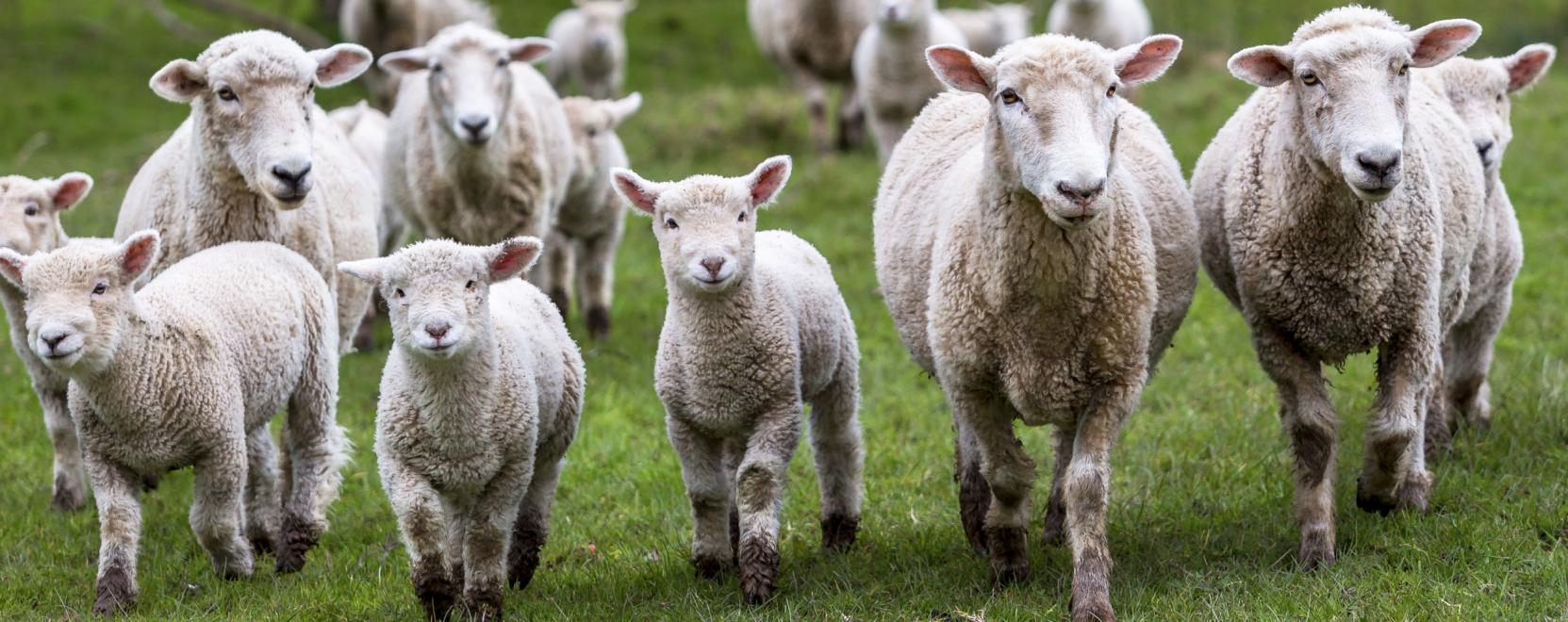 A robotkutya ak&aacute;r m&aacute;r birk&aacute;kat is terel