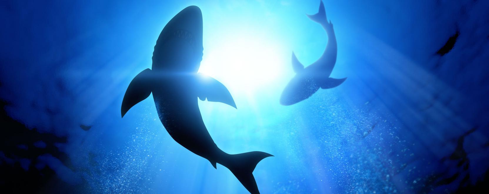 C&aacute;pafigyelő dr&oacute;nokat is bevetnek Kaliforni&aacute;ban