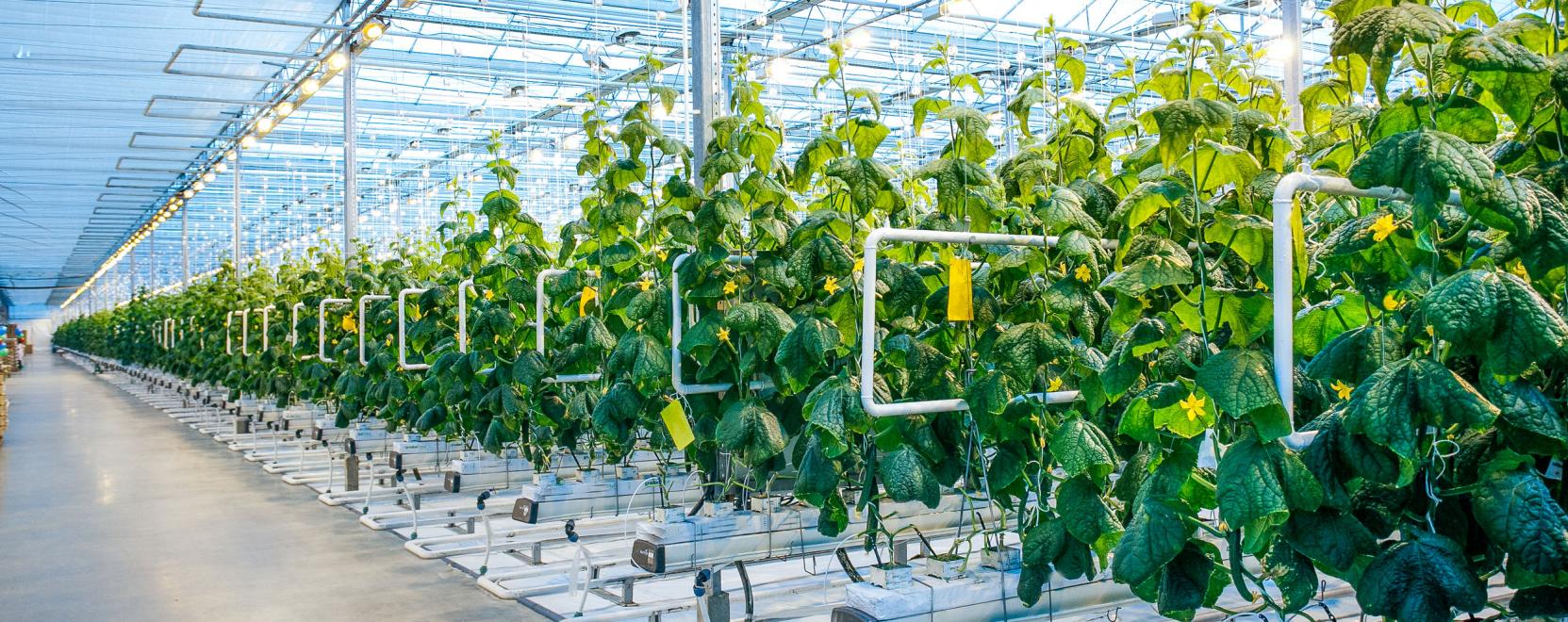 Okos mezőgazdas&aacute;gba fektet a Mitsubishi