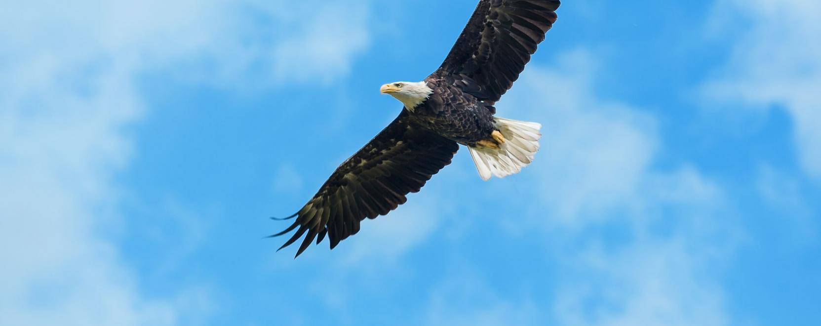 Levad&aacute;szott egy korm&aacute;nyzati dr&oacute;nt egy sas Amerik&aacute;ban