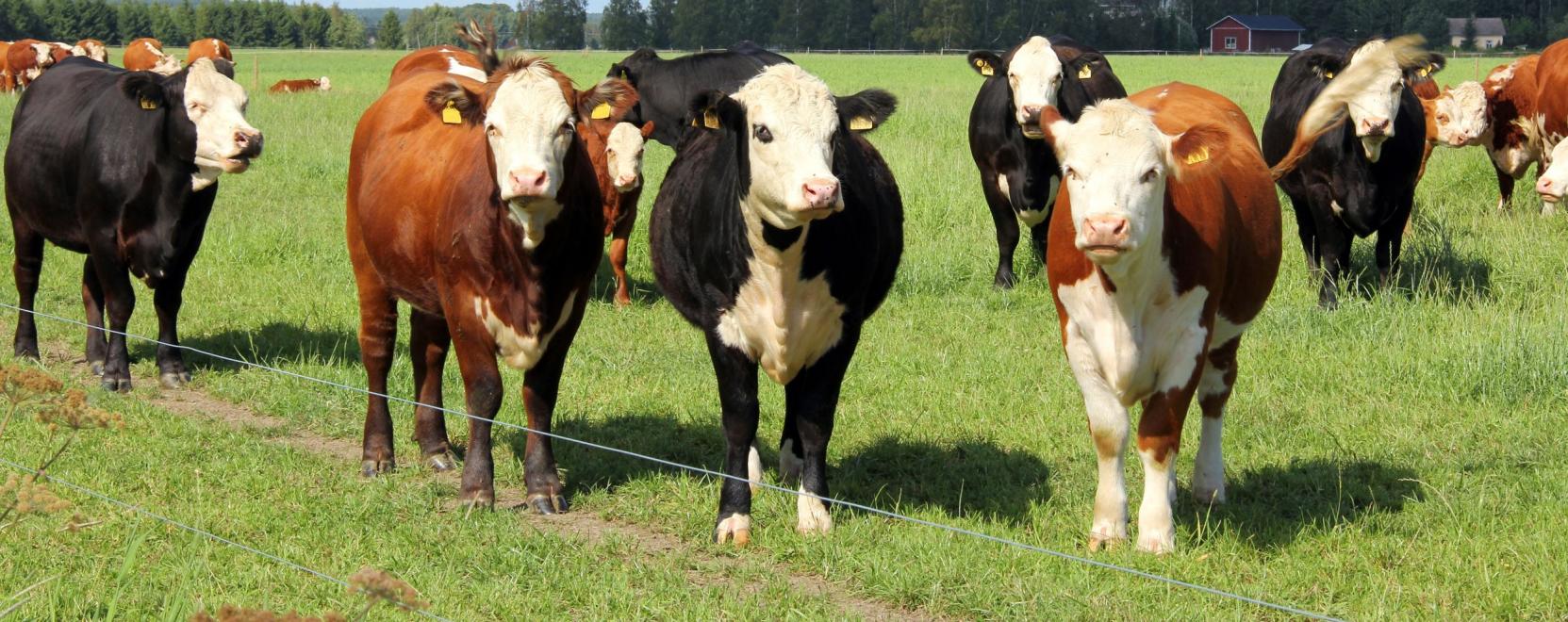 A szarvasmarh&aacute;k s&aacute;ntas&aacute;g&aacute;t szűrn&eacute; ki a CowBaj algoritmusa
