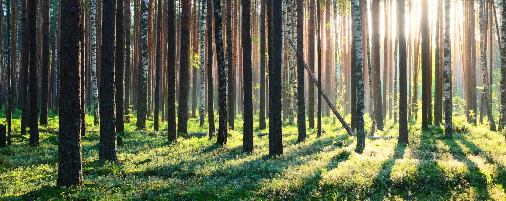 Szembesz&aacute;llnak a dr&oacute;nok az erdőirt&aacute;ssal
