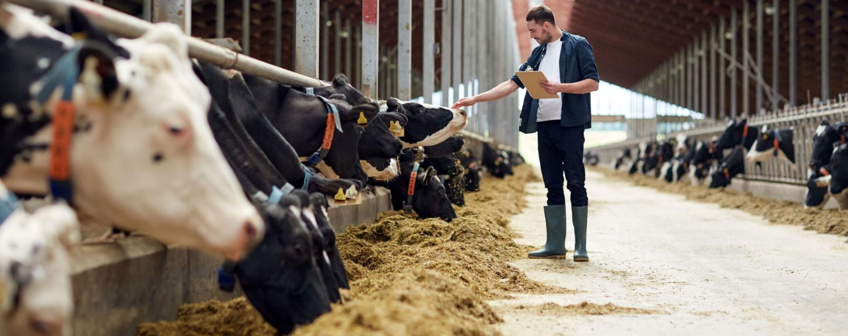 A tehenek j&aacute;r&aacute;s&aacute;t figyeli a mesters&eacute;ges intelligencia