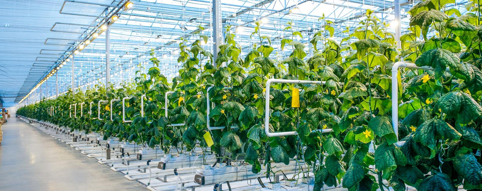 Robotikus &uuml;vegh&aacute;zak onthatj&aacute;k a friss z&ouml;lds&eacute;geket