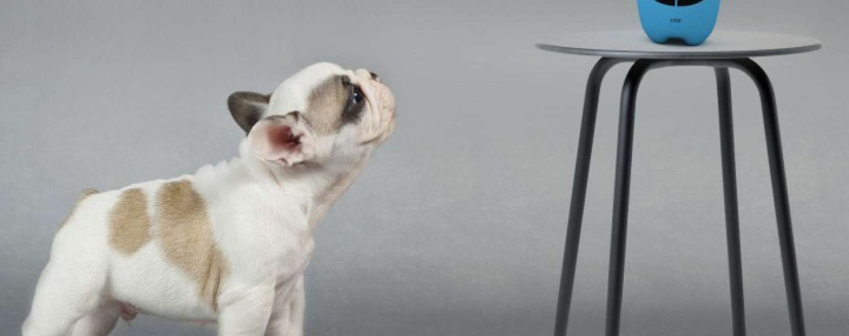 Rico &ndash; h&aacute;zőrző kutya az &eacute;jjeliszekr&eacute;nyen