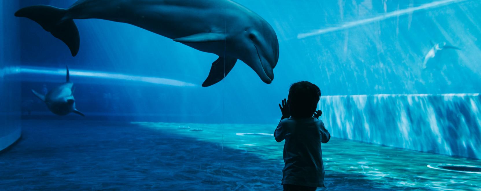 Robotok menthetik meg az igazi delfineket