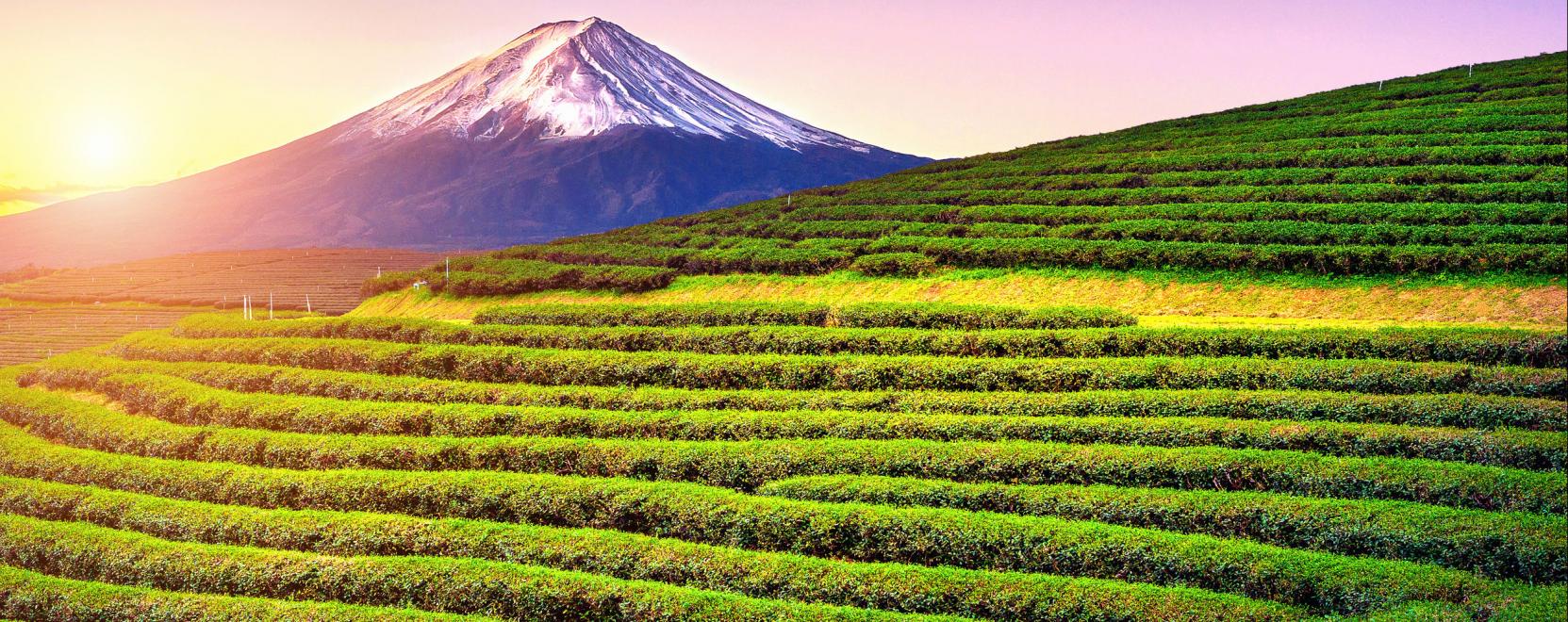 Jap&aacute;n mezőgazdas&aacute;gi robotokkal k&uuml;zdene a munkaerőhi&aacute;ny ellen