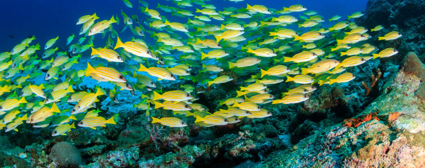 Robotok seg&iacute;tenek megfejteni a halrajok rejt&eacute;ly&eacute;t