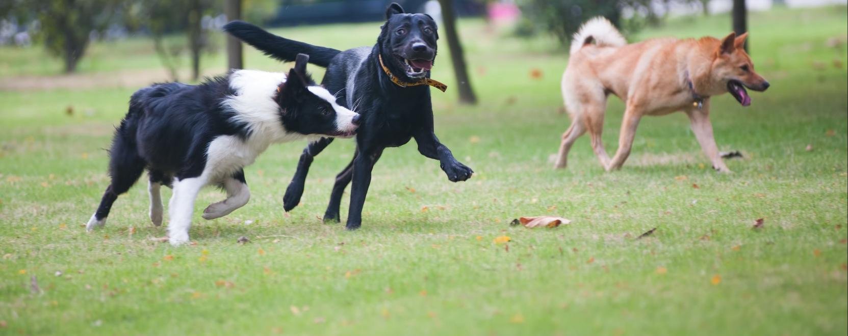 Ez az okosnyak&ouml;rv nem engedi elk&oacute;borolni a kuty&aacute;kat