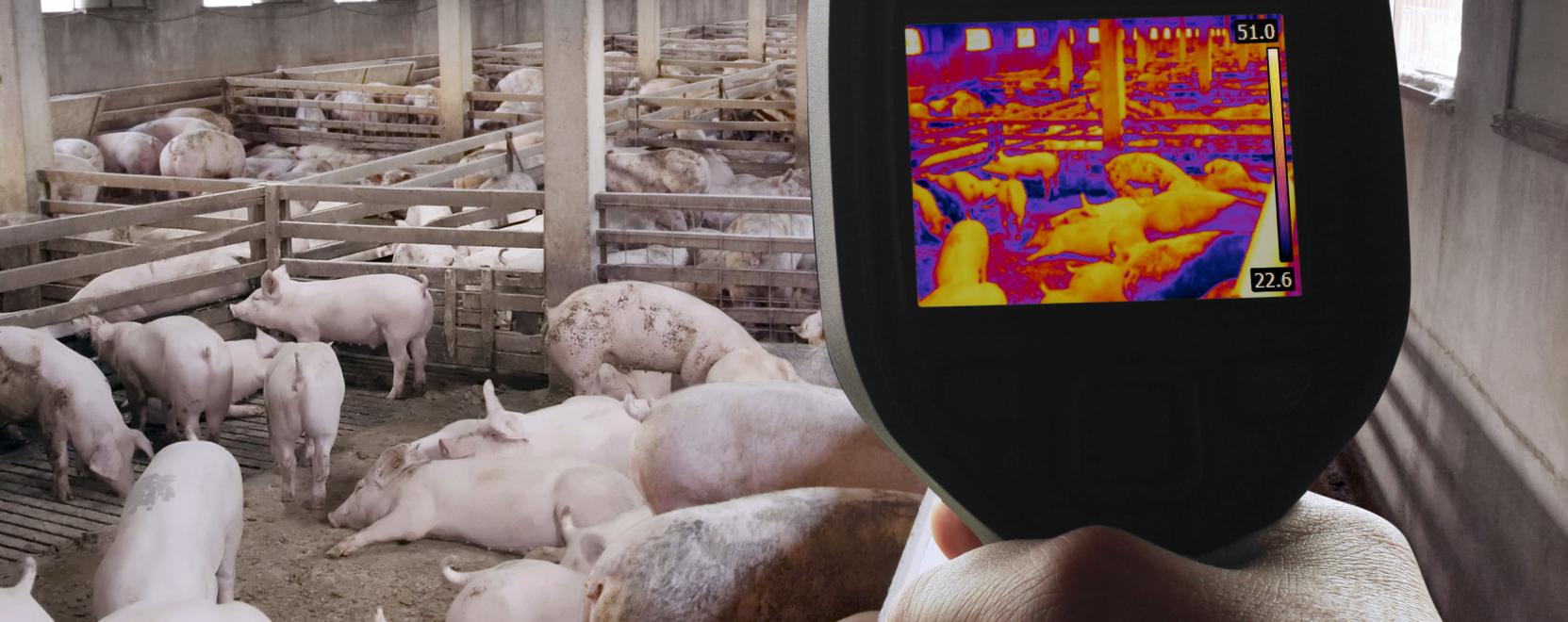 &Iacute;gy profit&aacute;lhatnak az &aacute;llattart&oacute;k a d&ouml;nt&eacute;st&aacute;mogat&aacute;sb&oacute;l