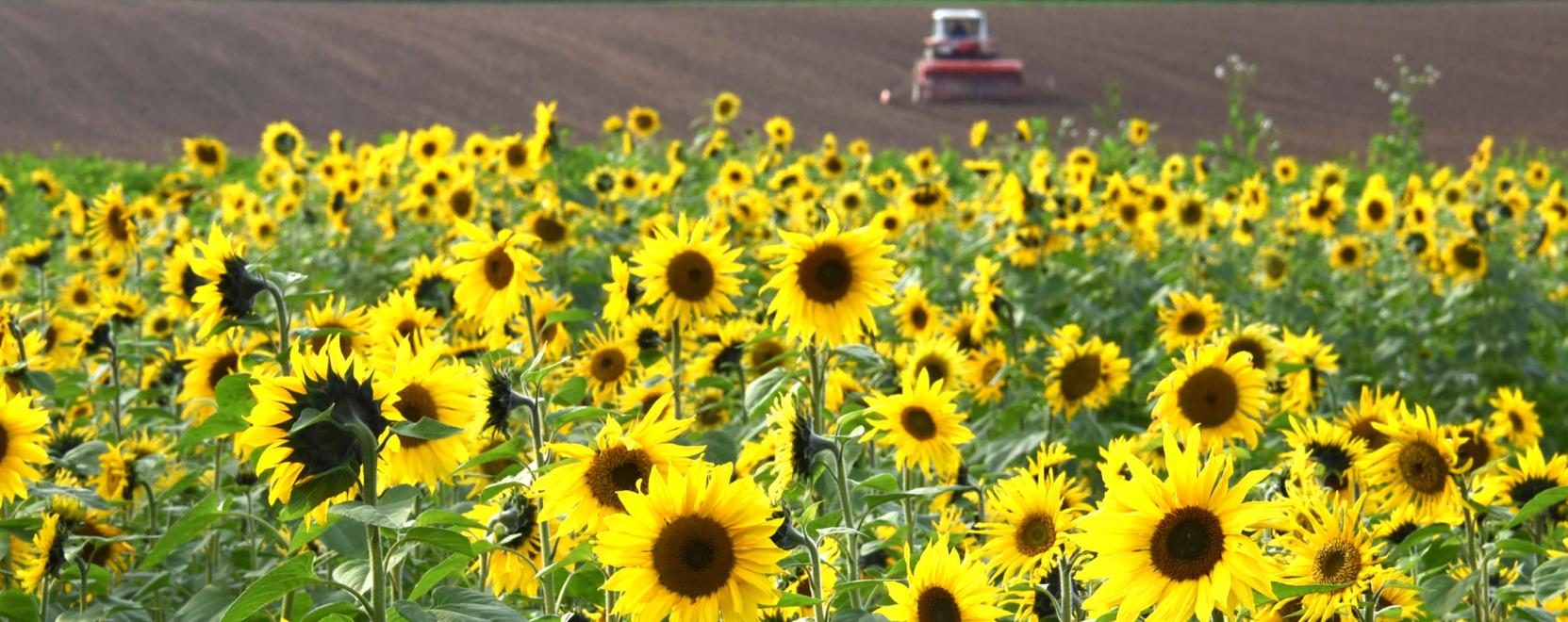 AgrobyteX: prec&iacute;z, korszerű n&ouml;v&eacute;nyv&eacute;delem a hozamn&ouml;vel&eacute;s&eacute;rt