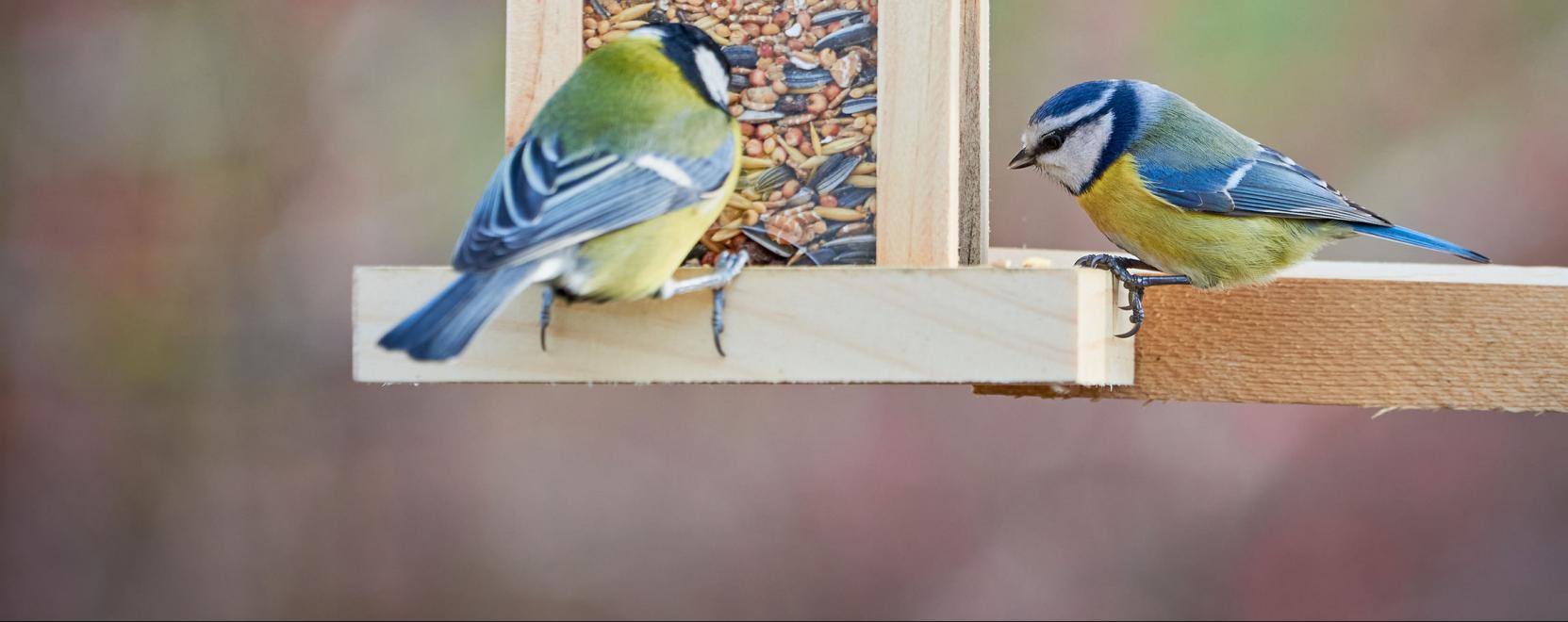 Nagyot kasz&aacute;lt az okos-mad&aacute;retető