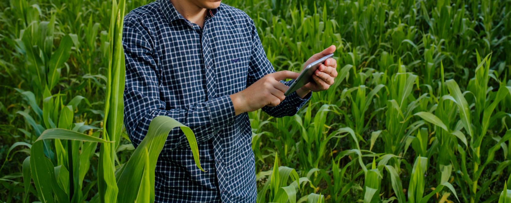 IoT a f&ouml;ldeken: a prec&iacute;zi&oacute;s n&ouml;v&eacute;nytermel&eacute;s a kulcs