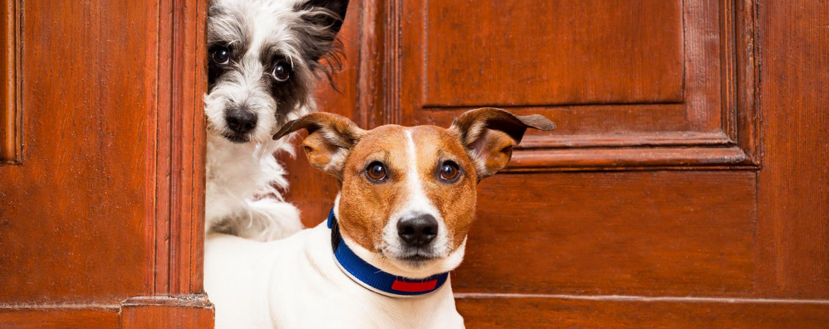 Ready: &iacute;gy tehet&uuml;nk m&eacute;g t&ouml;bbet az &aacute;llatok v&eacute;delm&eacute;&eacute;rt