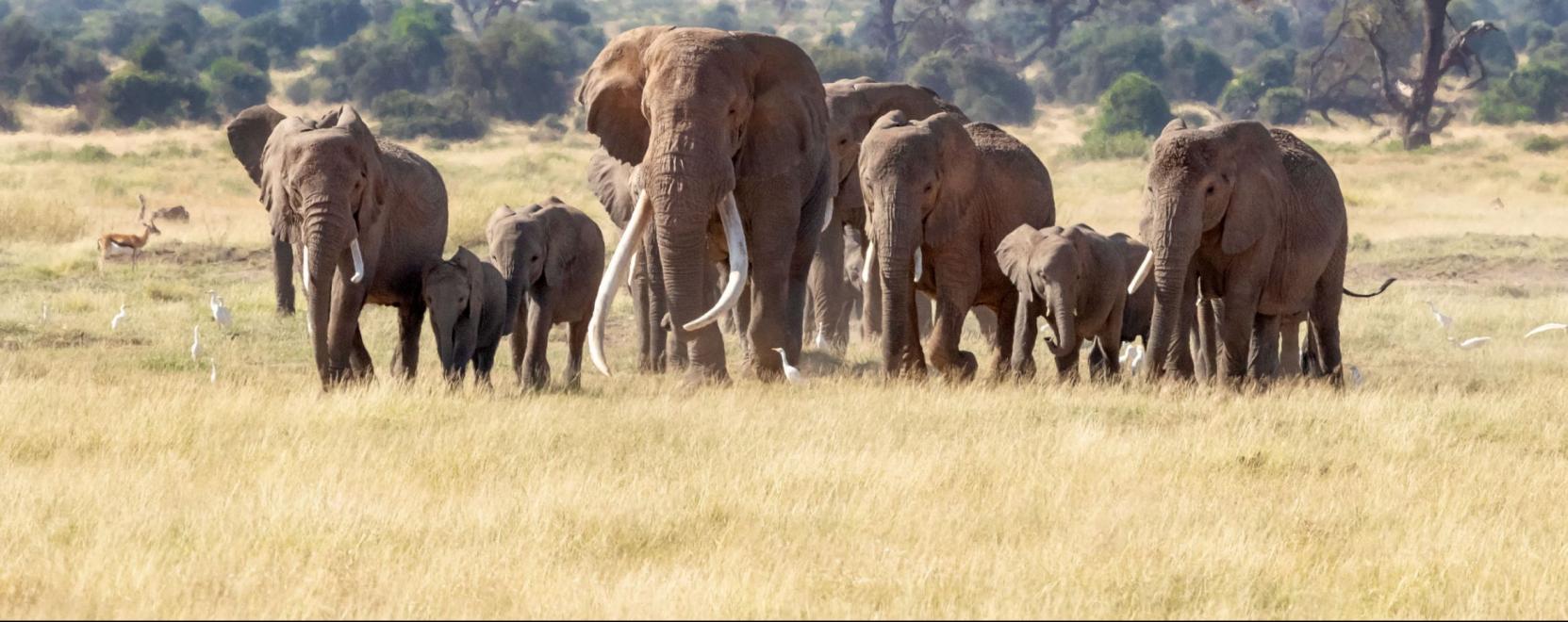 Szegedi tal&aacute;lm&aacute;ny venn&eacute; fel a harcot az orvvad&aacute;szokkal